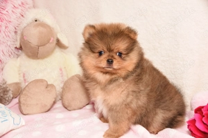 Reinrassige Pomeranian Zwergspitz Welpen Bild 3