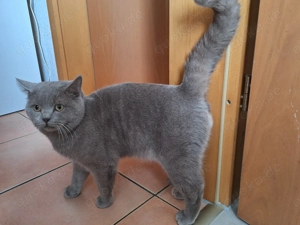 Junge deckkater BKH Rasse  Bild 3