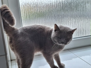 Junge deckkater BKH Rasse  Bild 2