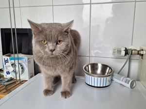 Junge deckkater BKH Rasse  Bild 4