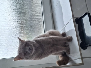 Junge deckkater BKH Rasse 