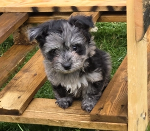 Ab sofort nur noch 3 kleinbleibende Mischlingswelpen   Welpen abzugeben