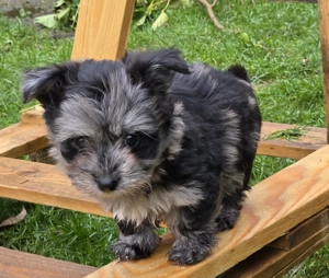 Ab sofort nur noch 3 kleinbleibende Mischlingswelpen   Welpen abzugeben Bild 2