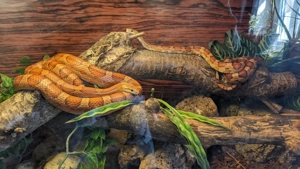 Kornnattern suchen neues zu Hause