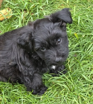 Ab sofort nur noch 3 kleinbleibende Mischlingswelpen   Welpen abzugeben Bild 4