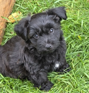 Ab sofort nur noch 3 kleinbleibende Mischlingswelpen   Welpen abzugeben Bild 3