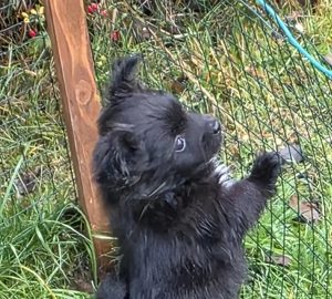 Ab sofort nur noch 3 kleinbleibende Mischlingswelpen   Welpen abzugeben Bild 6