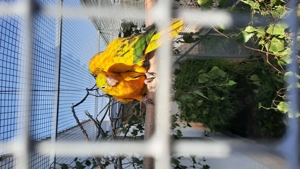 Goldsittiche  Bild 2