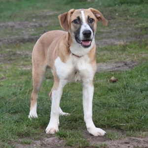 Bento - liebevolle Familie gesucht