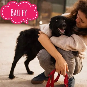 Bailey, wunderschönes Hundemädchen, Labrador   Kroatischer Schäferhund Mix