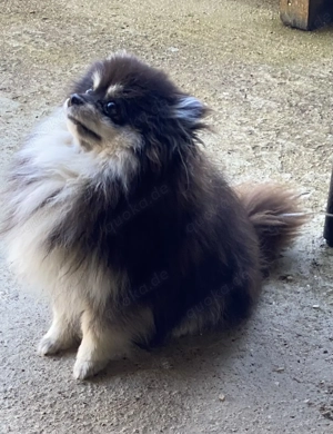 Pomeranian reinrassig