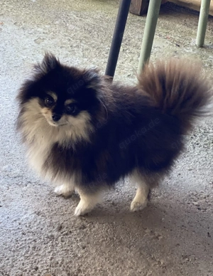 Pomeranian Boo Zwergspitz reinrassig
