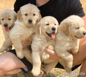 Golden Retriever welpen
