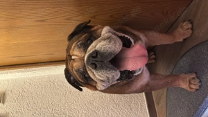 Old englisch Bulldog zu verschenken