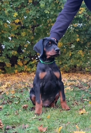 Reinrassiege Dobermannwelpen 
