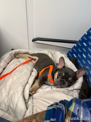 Süsse französische Bulldogge Welpe Rüde