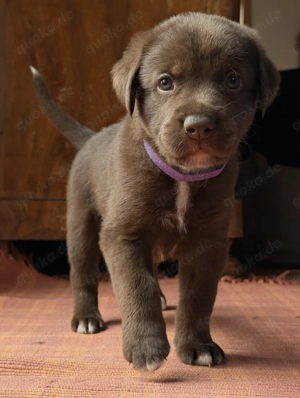 Zuckersüße Aussiedor Welpen 