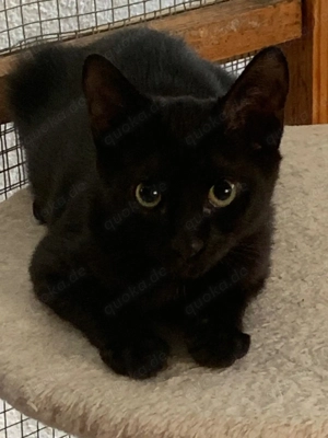 Kitten suchen ihr Zuhause - können auf der Pflegestelle besucht werden