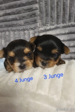 Yorkshire Terrier Biewer