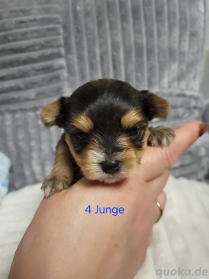 Yorkshire Terrier Biewer