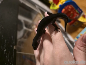 Black Night (MS) 0.1