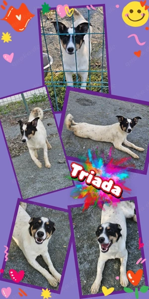 wunderschöne, junge Hündin "Triada" sucht ein liebevolles Zuhause 