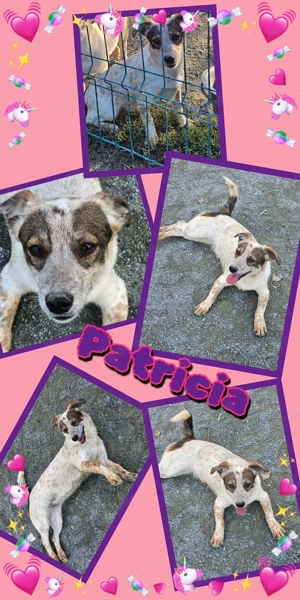 zauberhafte, junge Hündin "Patricia" sucht ein liebevolles Zuhause 