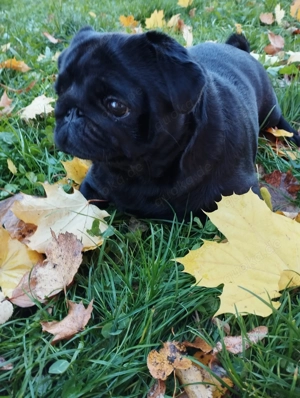 Mops Hündin komplett schwarz 