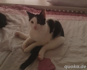 Verspielte und liebevolle katzen suchen neues Zuhause 