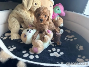 Toy & Zwerg pudel welpen