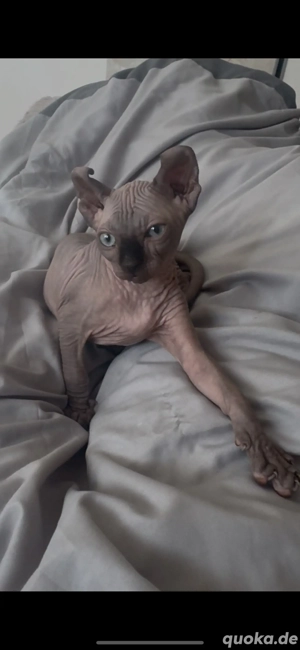 Sphynx kitten weiblich  Bild 2