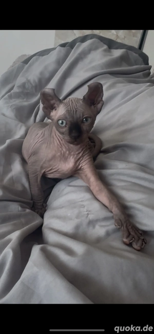 Sphynx kitten weiblich  Bild 3