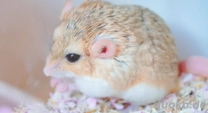 Fettschwanz Rennmaus ( inkl. Zubehör )