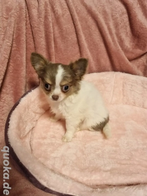 Süßer Chihuahua Welpe sucht dich