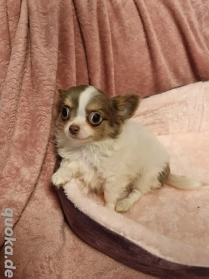 Süßer Chihuahua Welpe sucht dich Bild 2