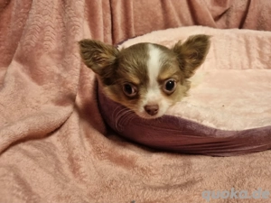 Süßer Chihuahua Welpe sucht dich Bild 5