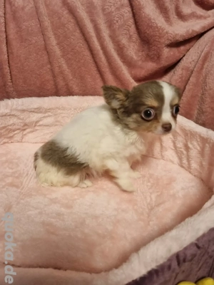 Süßer Chihuahua Welpe sucht dich Bild 3