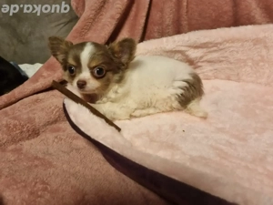 Süßer Chihuahua Welpe sucht dich Bild 4