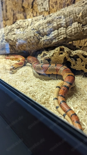 1.0 Lampropeltis Leonis 