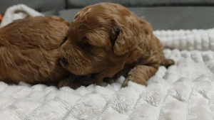  Wunderschöne Zwergpudel- und Toypudel-Welpen abzugeben! Bild 2