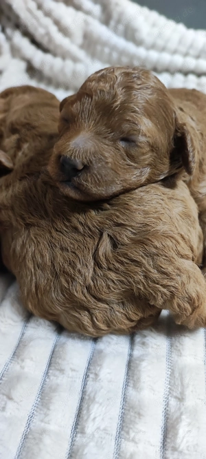  Wunderschöne Zwergpudel- und Toypudel-Welpen abzugeben! Bild 3