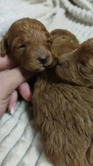  Wunderschöne Zwergpudel- und Toypudel-Welpen abzugeben! Bild 10