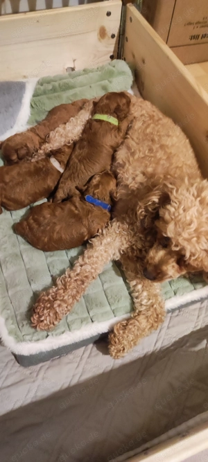  Wunderschöne Zwergpudel- und Toypudel-Welpen abzugeben! Bild 6