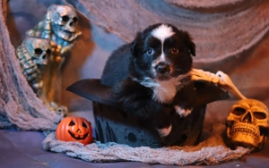 Mini Australian Shepherd, Mini Aussie Welpen 