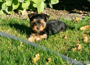 Yorkshire Terrier Welpen 