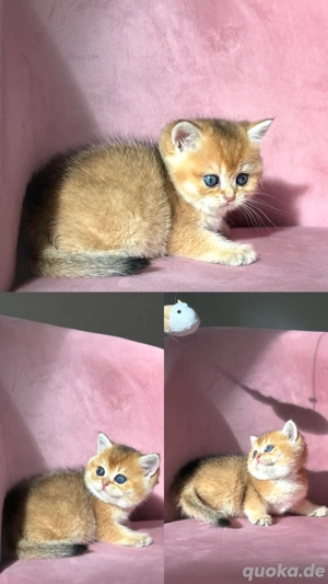 BKH BLH Golden Shaded Bärchen