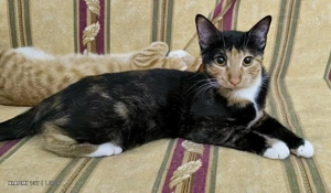 Zara - eine besondere kleine Katzendame mit großem Herzen möchte endlich ankommen