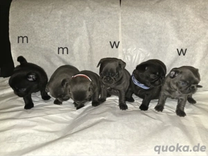 Wunderschöne Retro Mops Welpen in blau und schwarz 