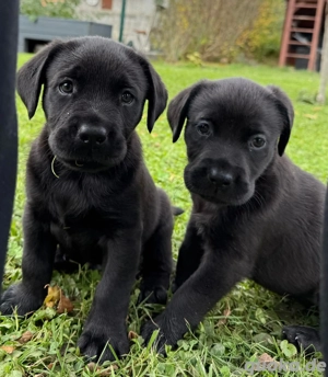 Labrador-Bordeaux-Doggen-Welpen