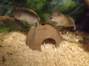 Sinai Stachelmäuse (0.2)